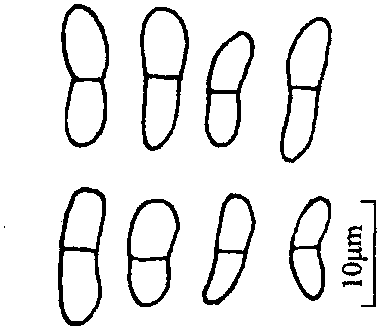 白芷葉斑病